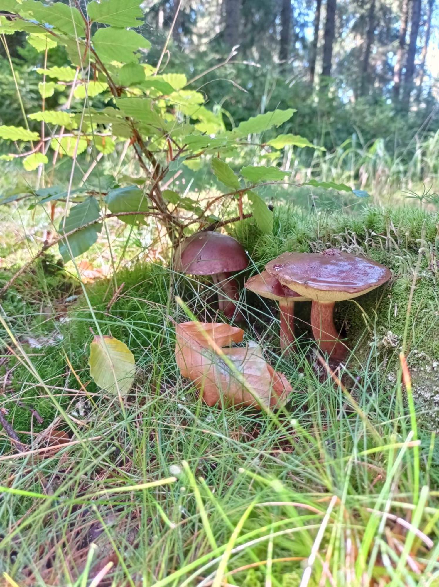 Chata Plesivka Abertamy Esterno foto