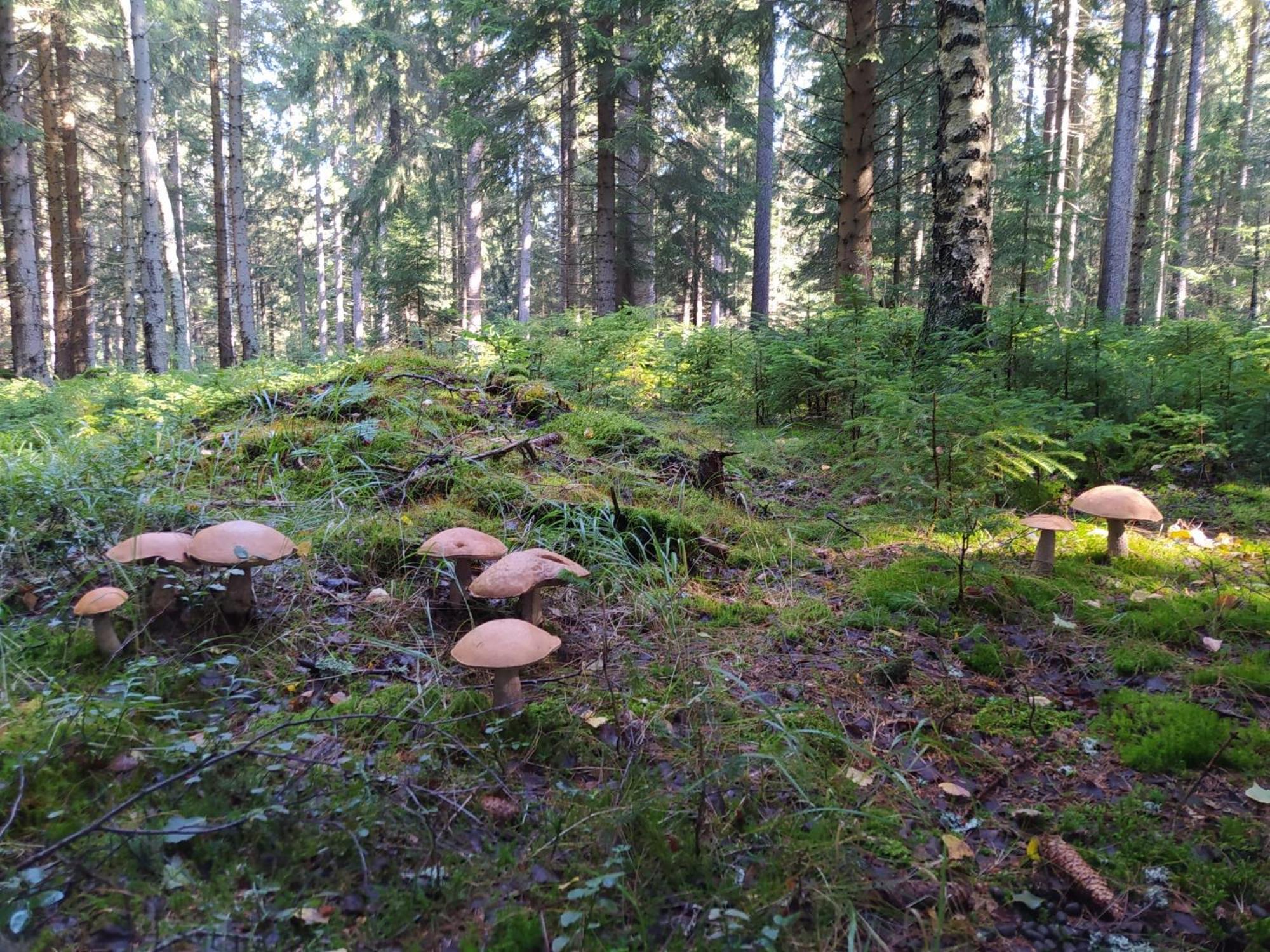 Chata Plesivka Abertamy Esterno foto